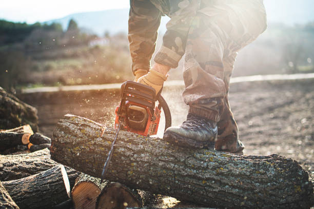 Man with chainsaw cutting the tree stock photo