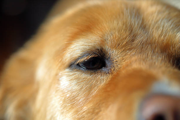 istock Clsoe up of dog's face, looking into camera 1126246228