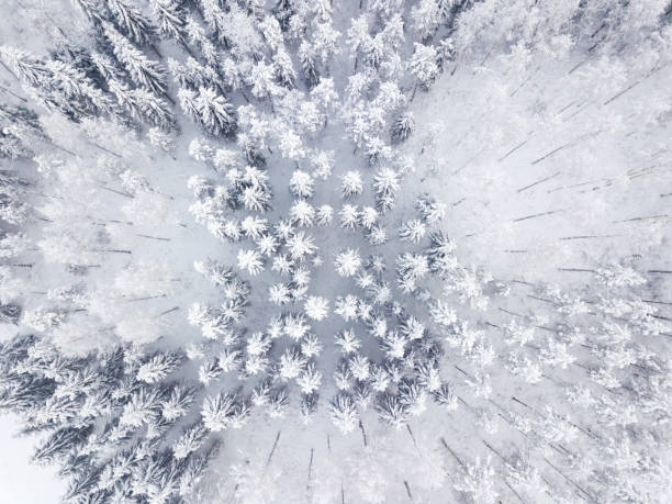 istock Aerial view of winter forest 1126247283