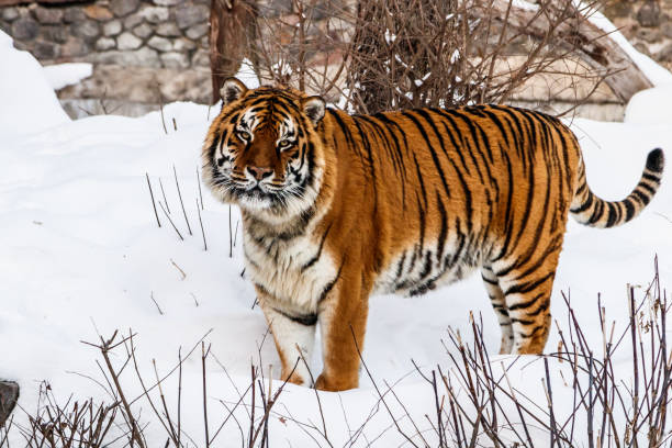 istock beautiful panthera tigris on a snowy road 1126247432