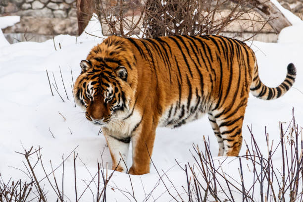 istock beautiful panthera tigris on a snowy road 1126247447