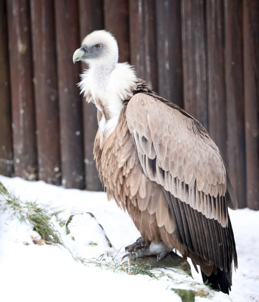 istock Griffon Vulture in ZOO 1126247526