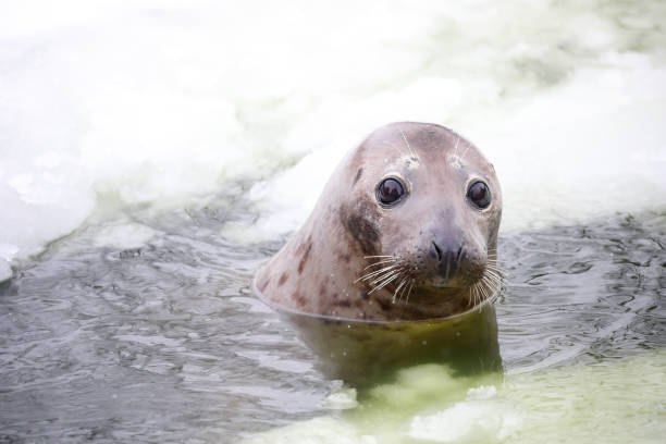 Close-up of a Grey seal swimming underwater at Bonaventure Island in the Gulf of St. Lawrence