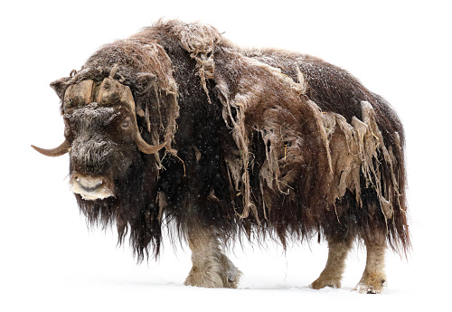 Greenland Musk Ox on Snow in the Warsaw ZOO (falling snow on picture)