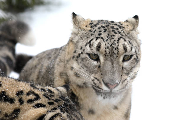 istock Snow Leopard on Snow in the ZOO 1126248281