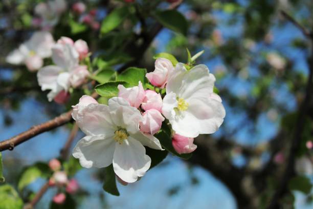 istock Close-up of apple tree blossoms, blue sky in the background 1126248300