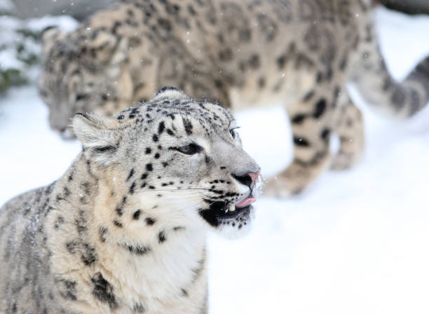 istock Snow Leopards on Snow in the ZOO 1126248334