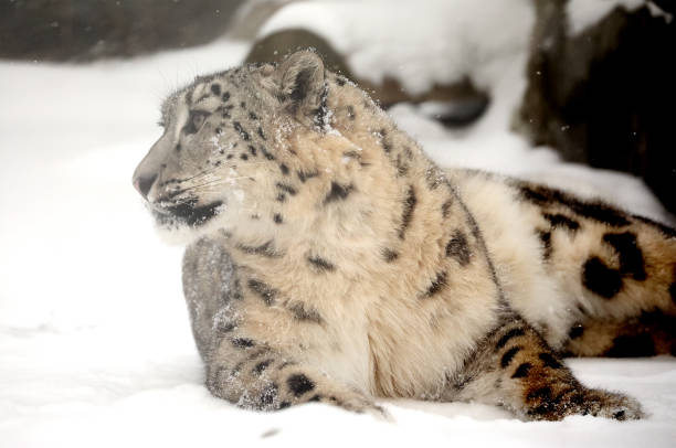 istock Snow Leopard on Snow in the Warsaw ZOO 1126248347