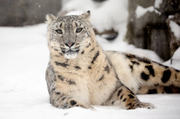 Snow Leopard on Snow in the ZOO