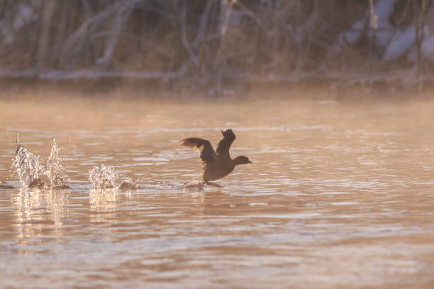 istock eurasian coot in sunrise 1126248795