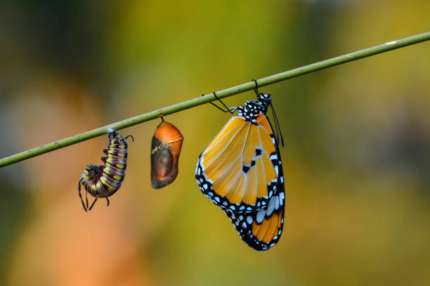 素晴らしい瞬間、その蛹から出てくるモナーク蝶 - butterfly swallowtail butterfly caterpillar black ストックフォトと画像