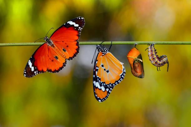 istock Amazing moment ,Monarch butterfly emerging from its chrysalis 1126248909
