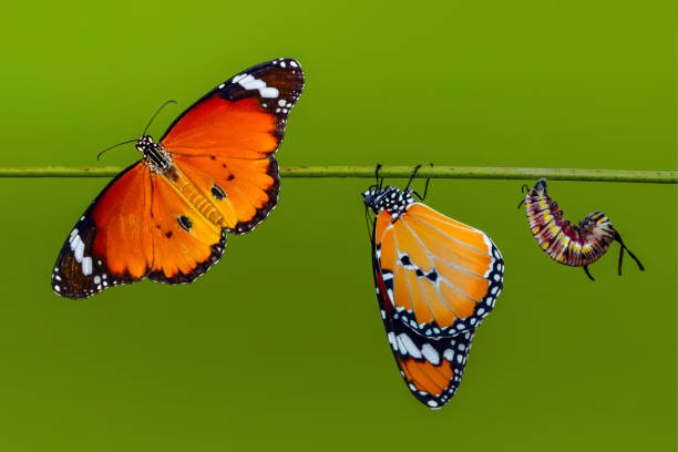 istock Amazing moment ,Monarch butterfly emerging from its chrysalis 1126249056
