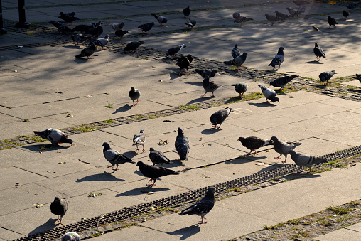 Pigeons chop crumbs of bread on the city square