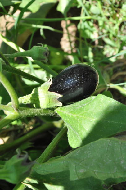 красивые баклажаны в сельскохозяйственных угодьях - plowed field field fruit vegetable стоковые фото и изображения