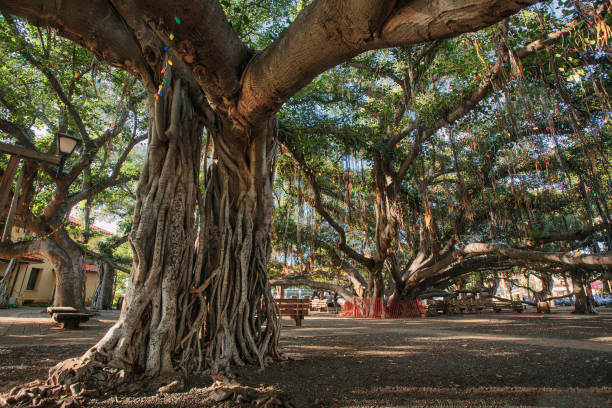 l'albero di banyan a lahaina (maui, hi) - lahaina foto e immagini stock