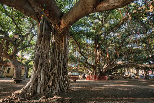 The Banyan Tree in Lahaina (Maui, HI) horizontal