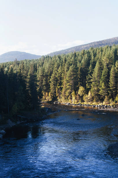 istock Forest River and Trees with Yellow Autumn Foliage 1126258745