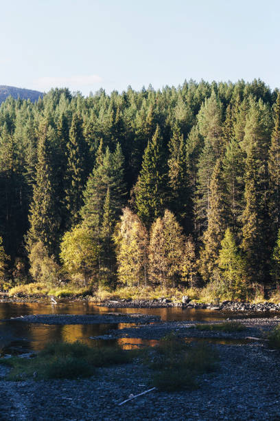 istock Forest River and Trees with Yellow Autumn Foliage 1126258749