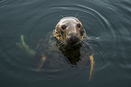 Male Of A Common Seal Swims In The Rainy Water Of Gairloch Harbor In Scotland