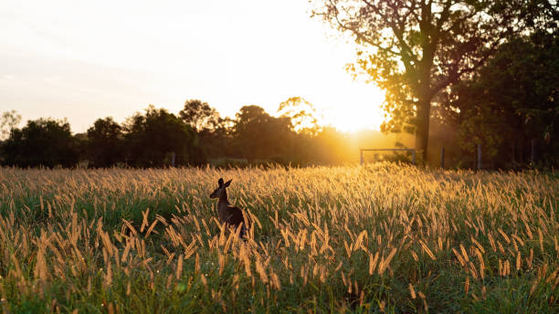 australische känguru im feld bei sonnenuntergang - kangaroo outback australia sunset stock-fotos und bilder