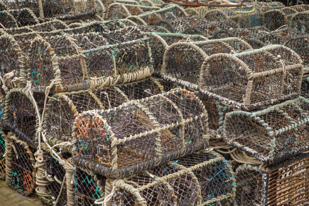 istock lots of lobster cages 1126263481