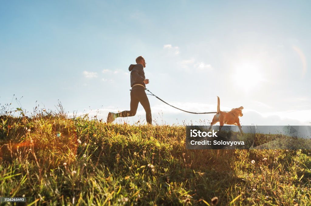 Canicross exercises. Man runs with his beagle dog at sunny morning Dog Stock Photo