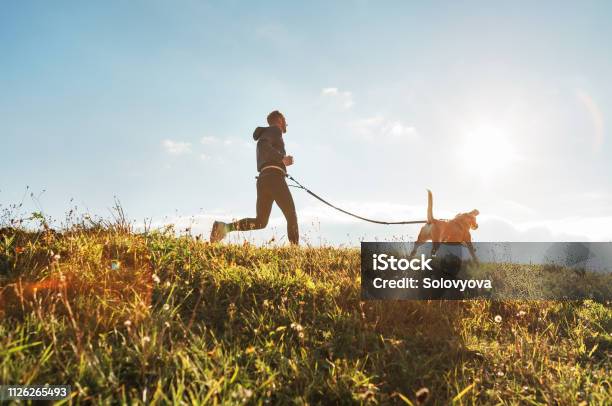 Canicross Exercises Man Runs With His Beagle Dog At Sunny Morning Stock Photo - Download Image Now
