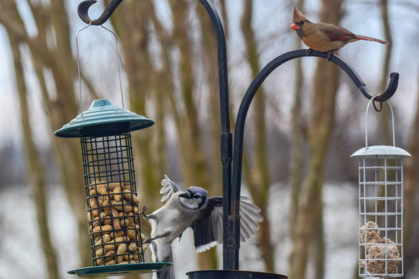 istock How to land on a feeder 1126265545