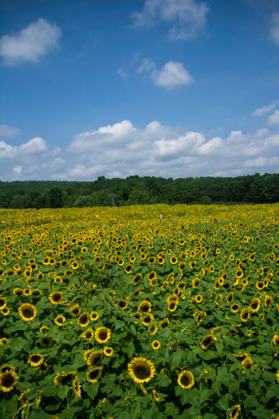 istock Field of Sunflowers 1126269253