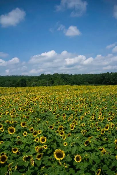 Vast field of yellow sunflowers and a bright blue sky with clouds