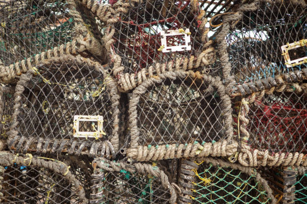 istock lots of lobster cages 1126271902