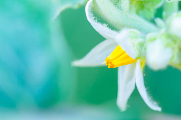 Flowers of the eggplant that are blooming