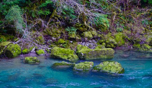 Opal Creek Preserve Northwest Oregon's Cascade Range Foothills.
Willamette National Forest/NW Zone.
Little North Santiam River. willamette national forest stock pictures, royalty-free photos & images