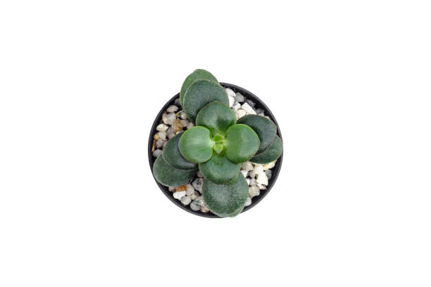 istock Top view of small cactus isolated on white background 1126278590