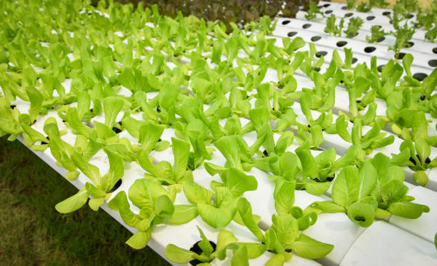 istock vegetable hydroponic system / young and fresh vegetable green cos lettuce salad growing garden hydroponic farm 1126286701