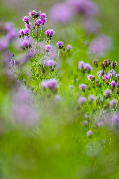 wild flowers near Talbot Lake, Jasper National Park