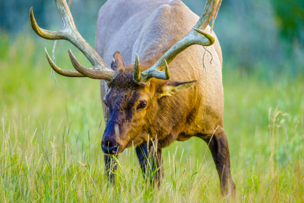 istock Jasper National Park in Alberta Canada 1126290094
