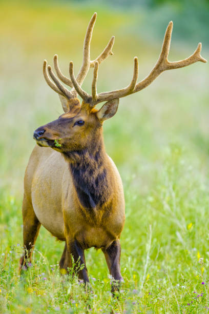 istock Jasper National Park in Alberta Canada 1126290156