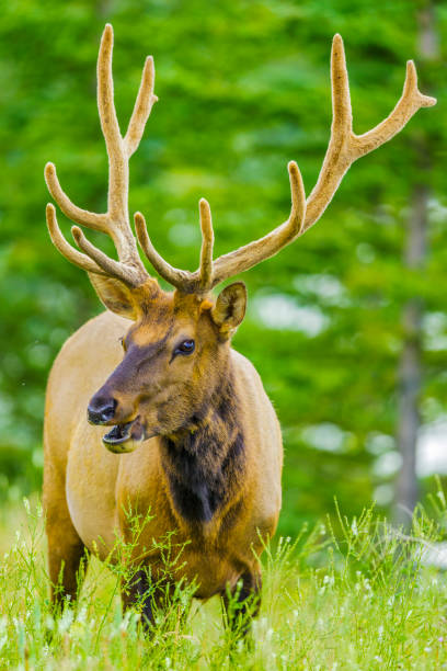 istock Jasper National Park in Alberta Canada 1126290890
