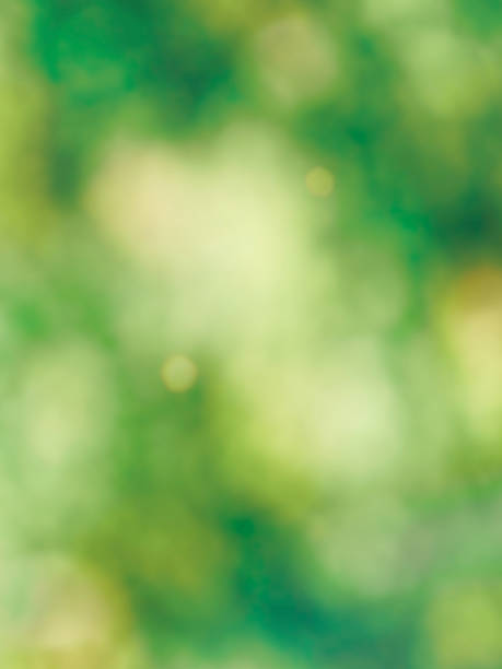istock Leaf bokeh in the forest, missed focus 1126293701