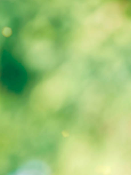 Leaf bokeh in the forest, missed focus