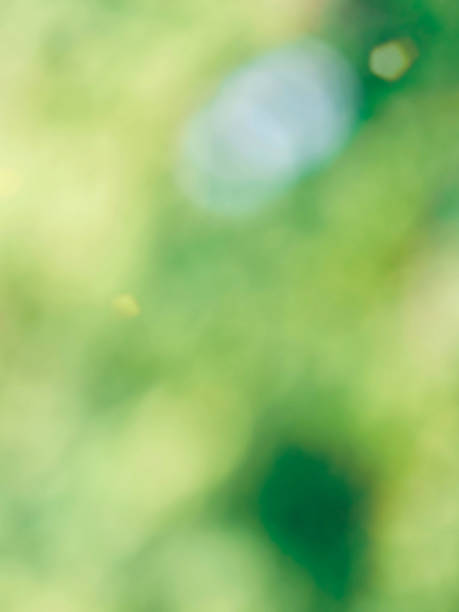 istock Leaf bokeh in the forest, missed focus 1126293713