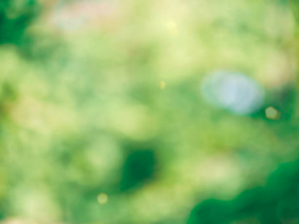 istock Leaf bokeh in the forest, missed focus 1126293716