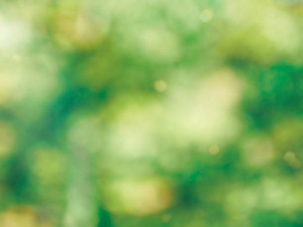 istock Leaf bokeh in the forest, missed focus 1126293731