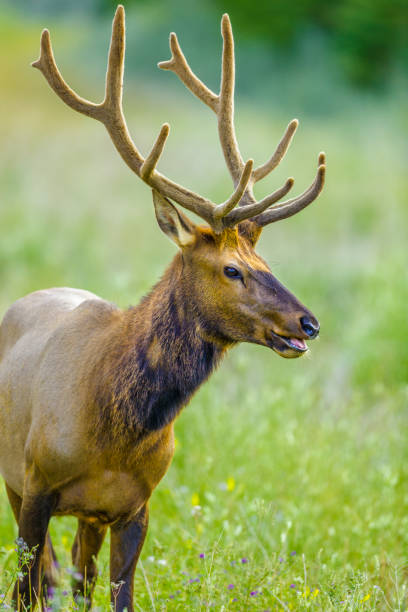 istock Jasper National Park in Alberta Canada 1126293812