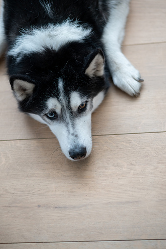 Beautiful Husky dog lying on the floor - animal concepts