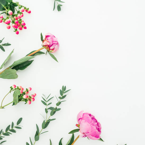 istock Floral frame with pink peonies, hypericum and eucalyptus branches on white background. Flat lay, top view 1126302647