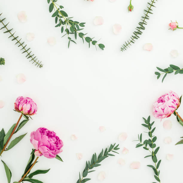 istock Floral frame composition with pink peonies and eucalyptus branches on white background. Flat lay, top view 1126302842