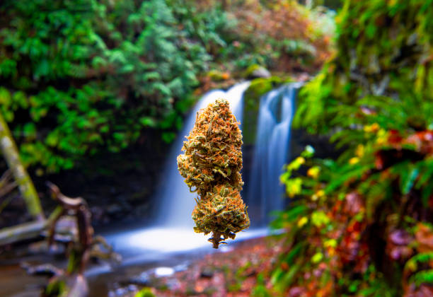 Cannabis bud floating in front of a beautiful landscape with waterfall, taken in Vancouver Island, Canada